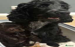 Cocker Spaniel dogs for sale: Show-type KC reg. chocolate cocker spaniel puppy  - Advert 7