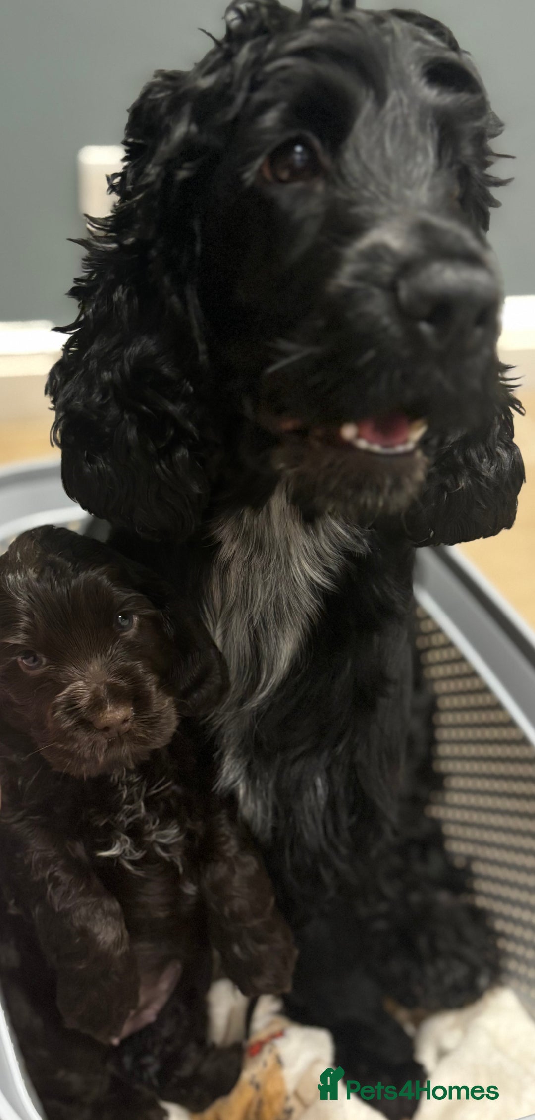 Cocker Spaniel dogs for sale: Show-type KC reg. chocolate cocker spaniel puppy  - Advert 7