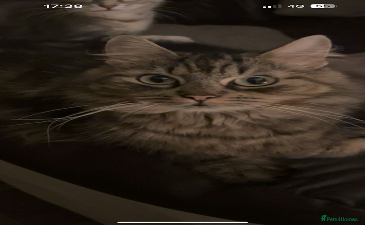 British Longhair cats - Advert 4