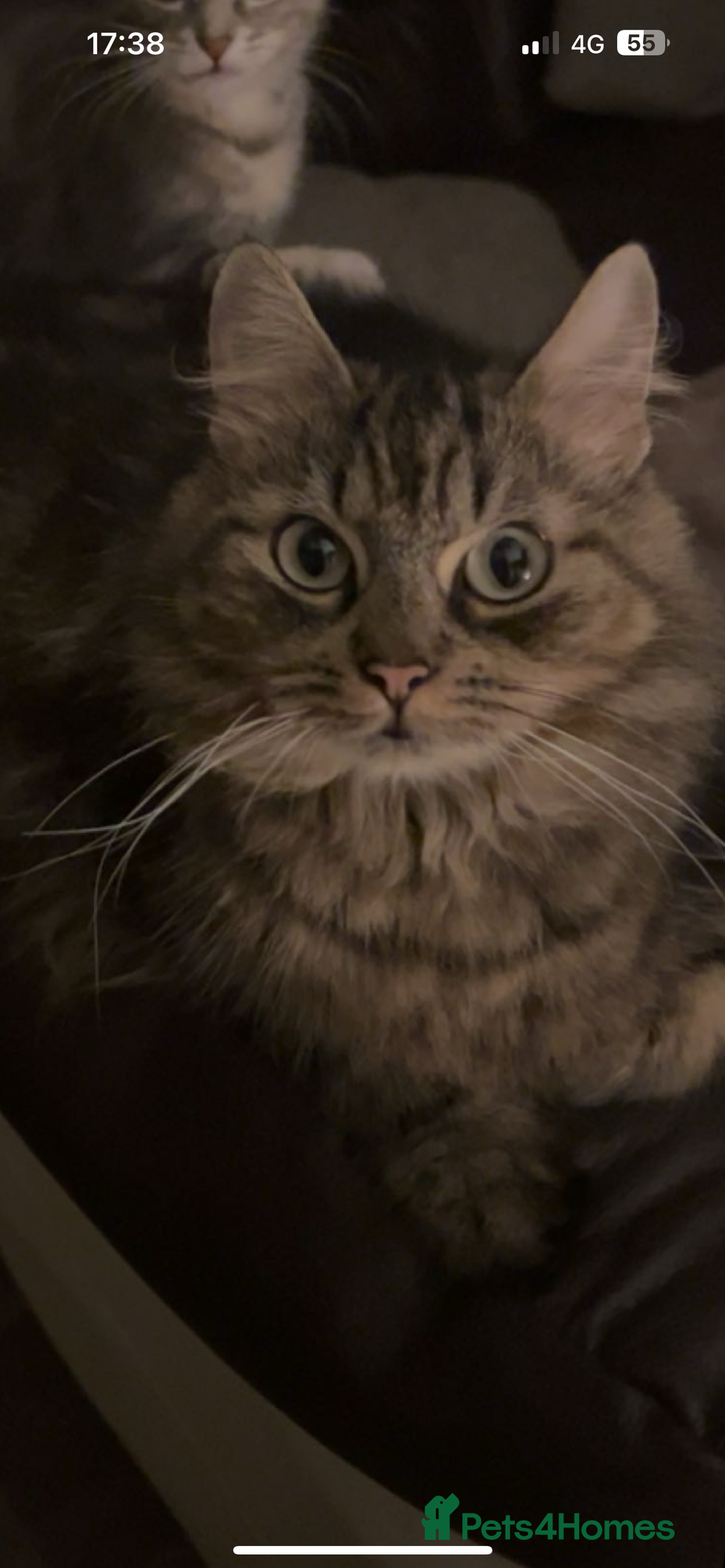British Longhair cats for sale: 2 Kittens for sale  - Image 1