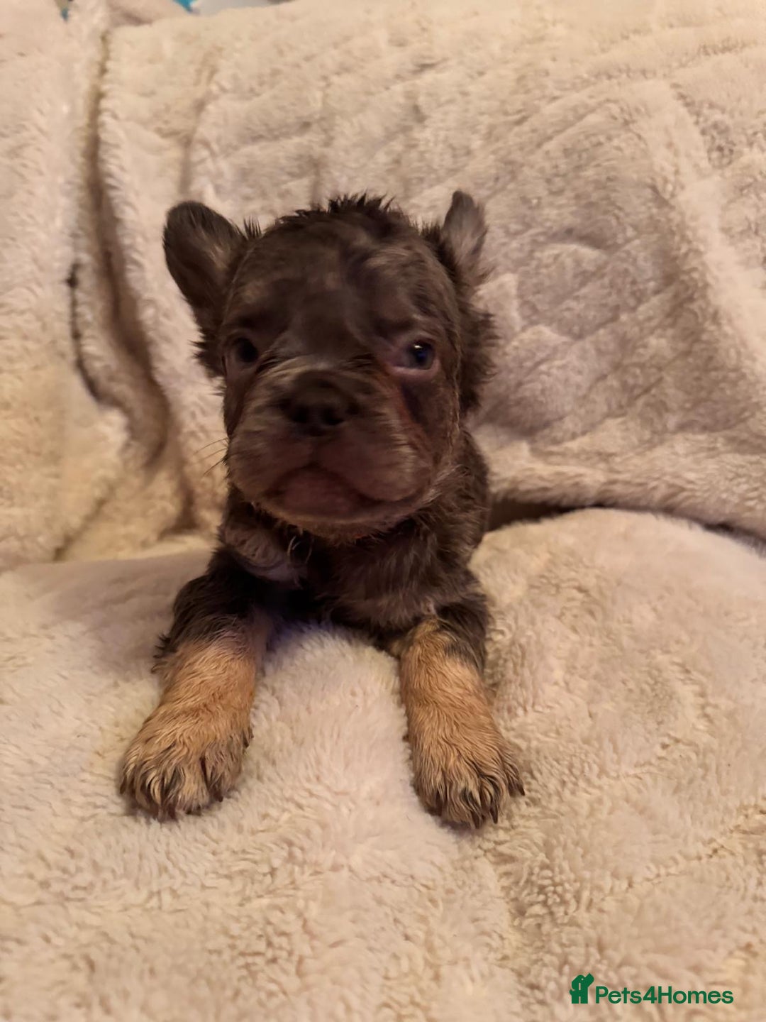 French Bulldog dogs for sale: French bulldog puppys - Advert 10