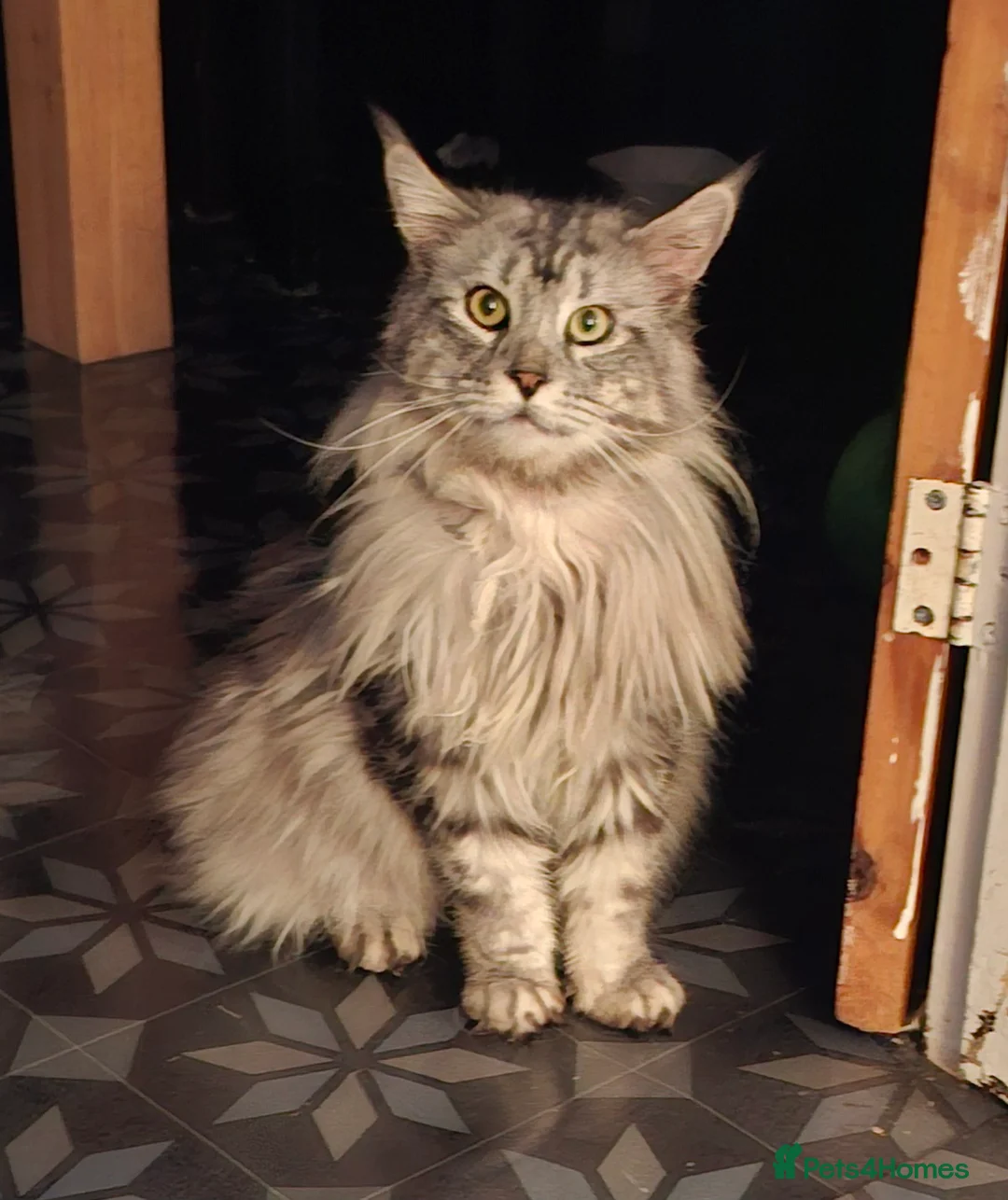 Maine Coon cats for stud: Stud duties in Swaffham - Advert 2