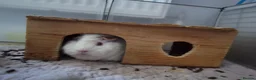 Guinea Pig rodents for sale: Two girl Guinea pig for adoption - Advert 6