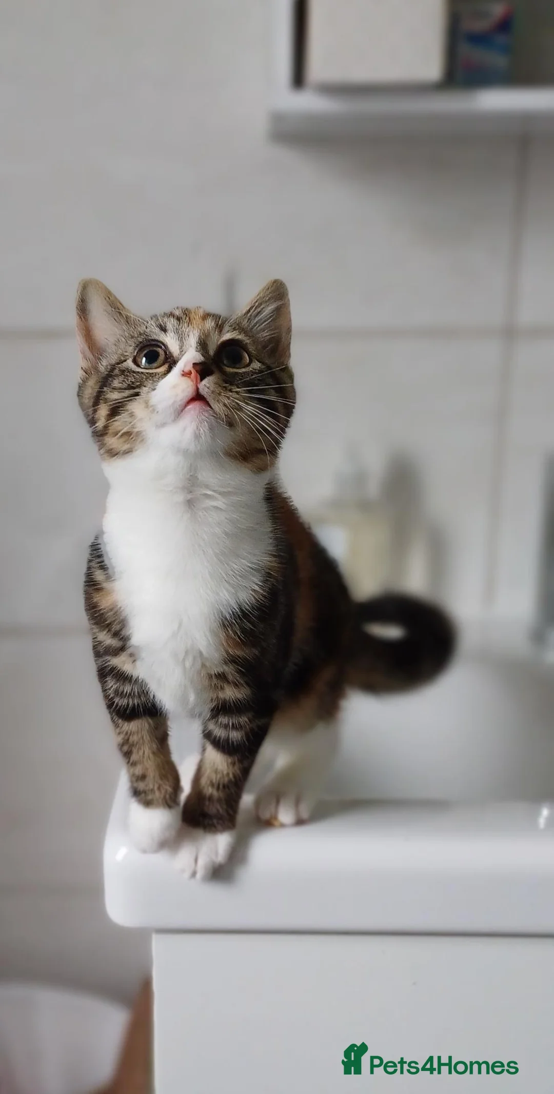 Mixed Breed cats for sale: 3 Lovely Kittens Looking for Their Forever Homes in Falmouth - Advert 15