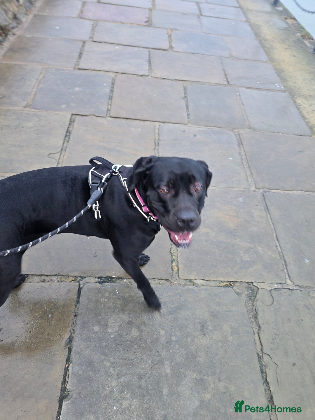 Cane Corso dogs for sale: Roxie is 2& 1/2 - Advert 1