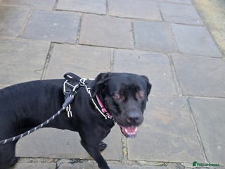 Cane Corso dogs Roxie is 2& 1/2 - Advert 1