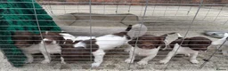 English Springer Spaniel dogs for sale: Ftch x Ftw ESS Pups - KC Reg - Advert 4