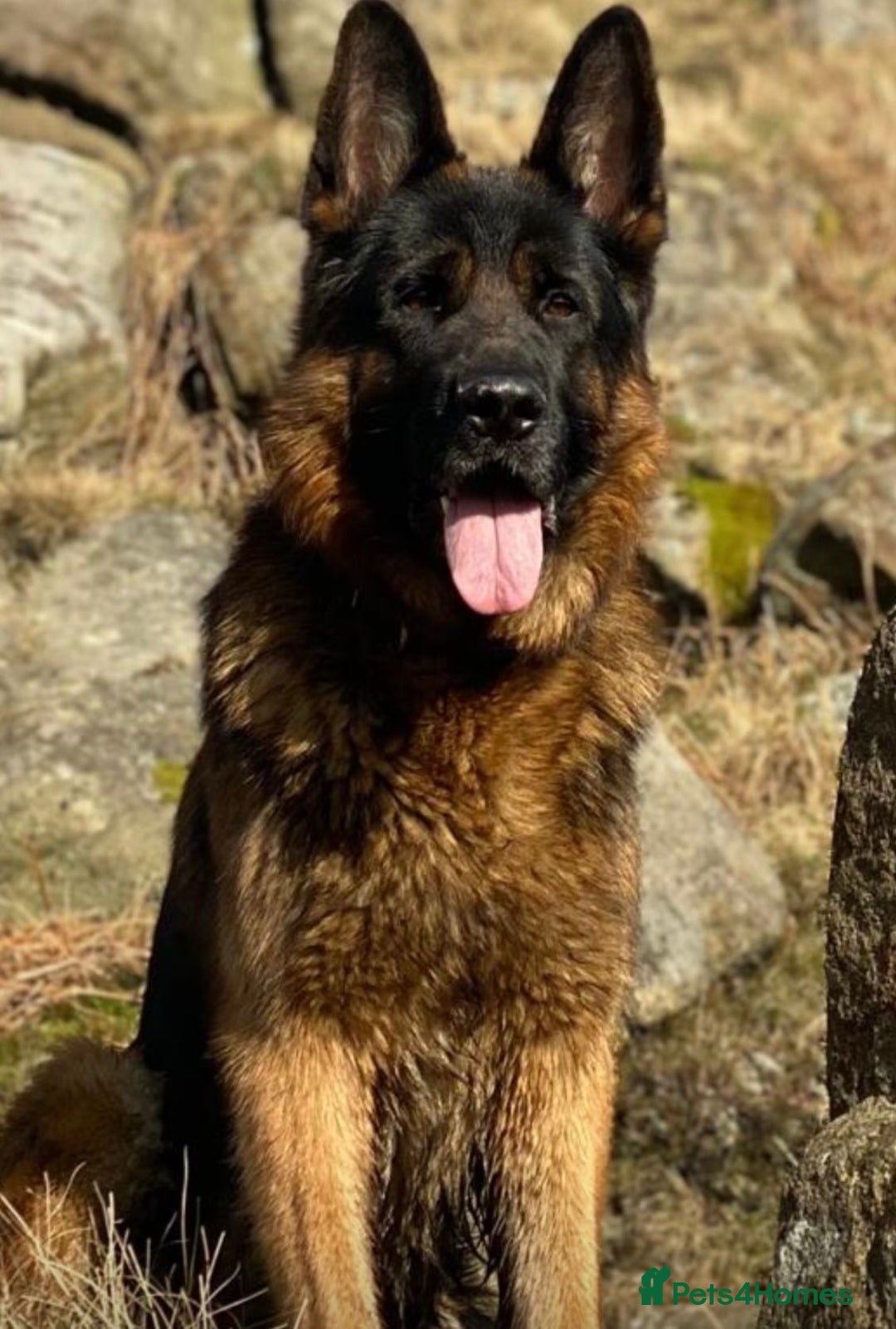 German Shepherd dogs for sale: Pedigree Long Haired German Shepherd  - Image 8