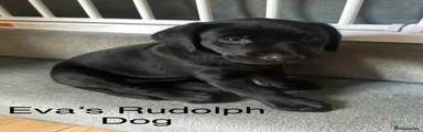 Eva's Rudoplh