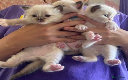 Ragdoll cats for sale: Ragdoll kittens for sale  - Image 2