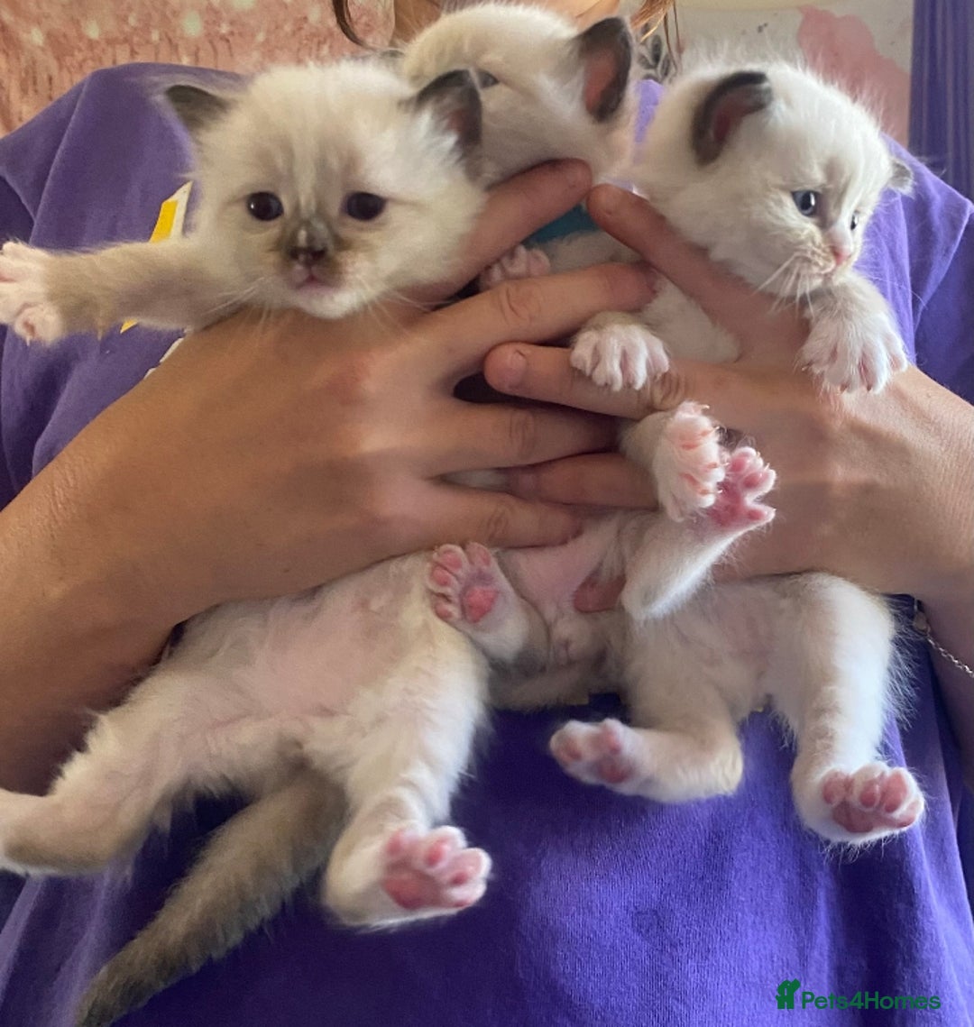 Ragdoll cats for sale: Ragdoll kittens for sale  - Image 2