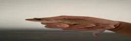 Leopard Gecko reptiles for sale: Female Leopard Gecko with FULL Setup in London - Advert 7