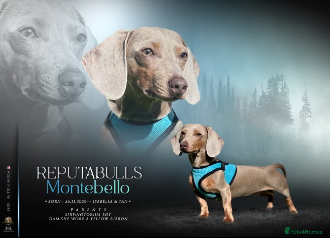 Miniature Dachshund dogs for sale: Top Tier Miniature Dachshunds available!! 😍🤩 - Image 12