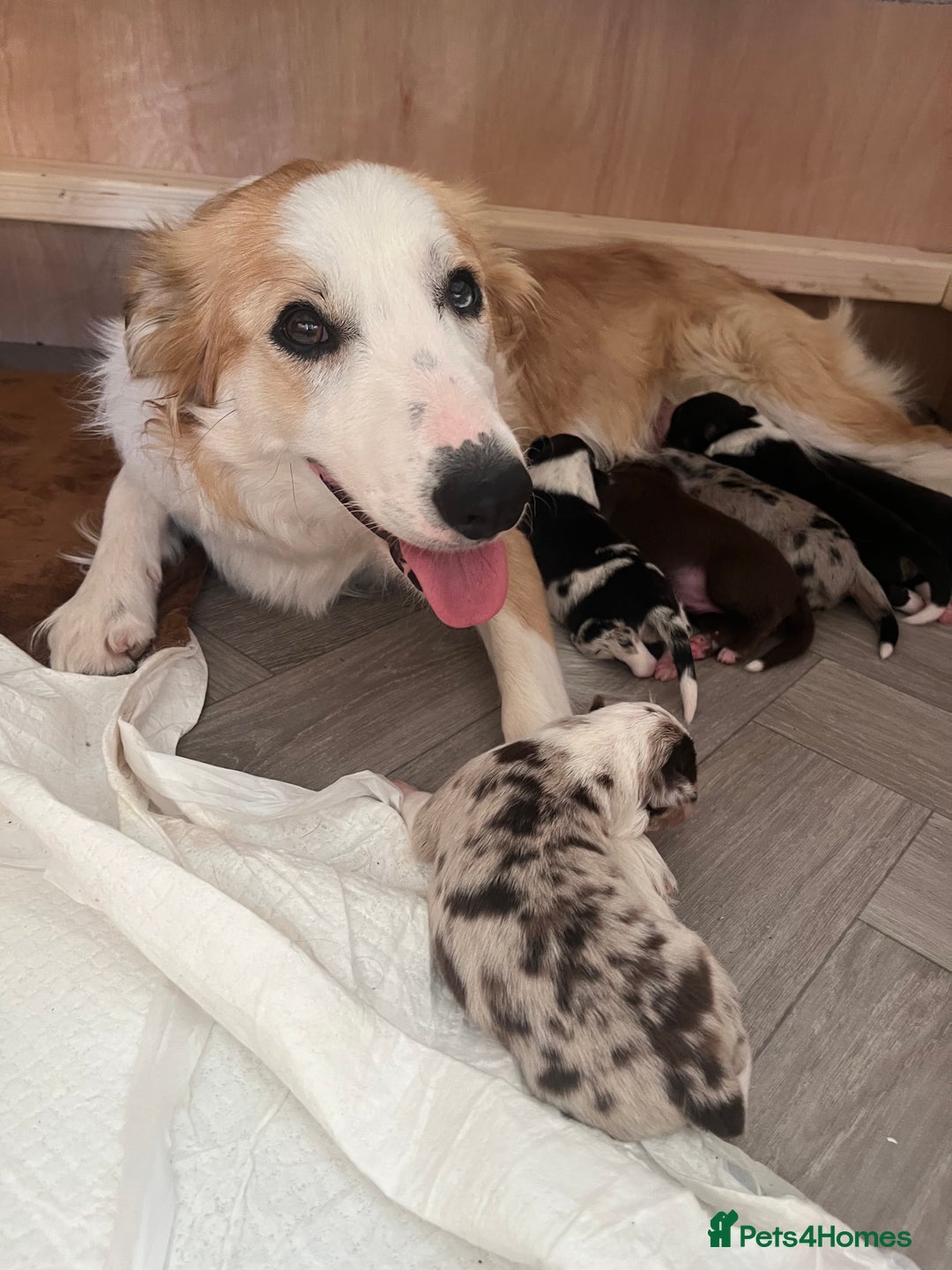 Border Collie dogs for sale: Border Collie pup- Merle, Black, Chocolate, Blonde - Image 29
