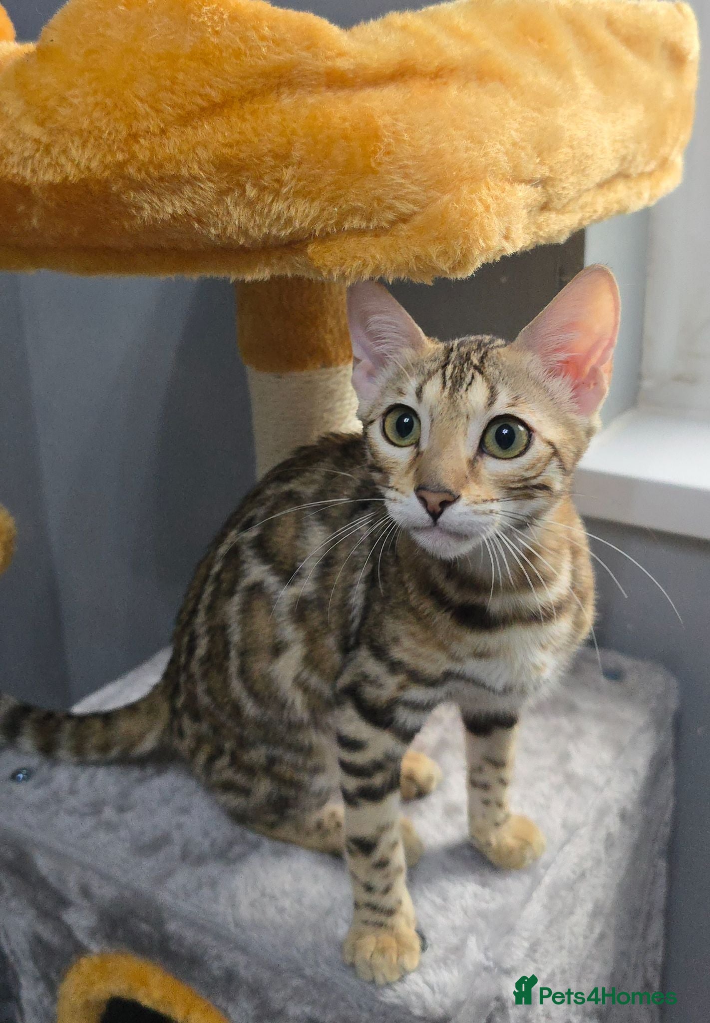 Bengal cats Ready NOW.. need go ASAP - Advert 5