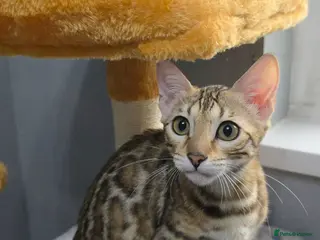Bengal cats Ready NOW.. need go ASAP - Advert 5