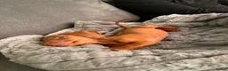 Dachshund dogs for sale: Dacshund Puppy - Advert 3