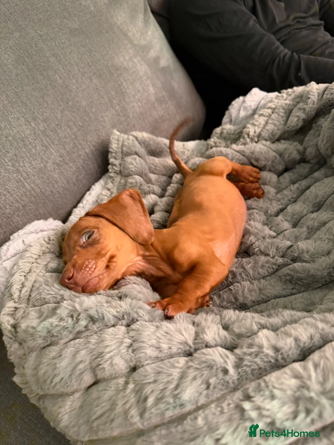 Dachshund dogs for sale: Dacshund Puppy - Advert 3
