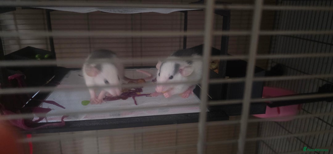 Rat rodents for sale: Fancy Rats,mice  - Advert 2