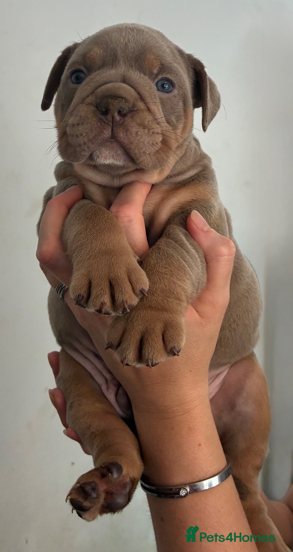 Olde English Bulldogge dogs 5* bloodline old English bulldogs  - Advert 2