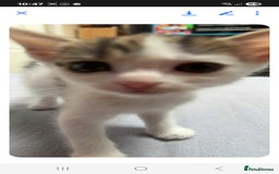 Mixed Breed cats for sale: 2 boys and 2 girls calico cats  - Image 14