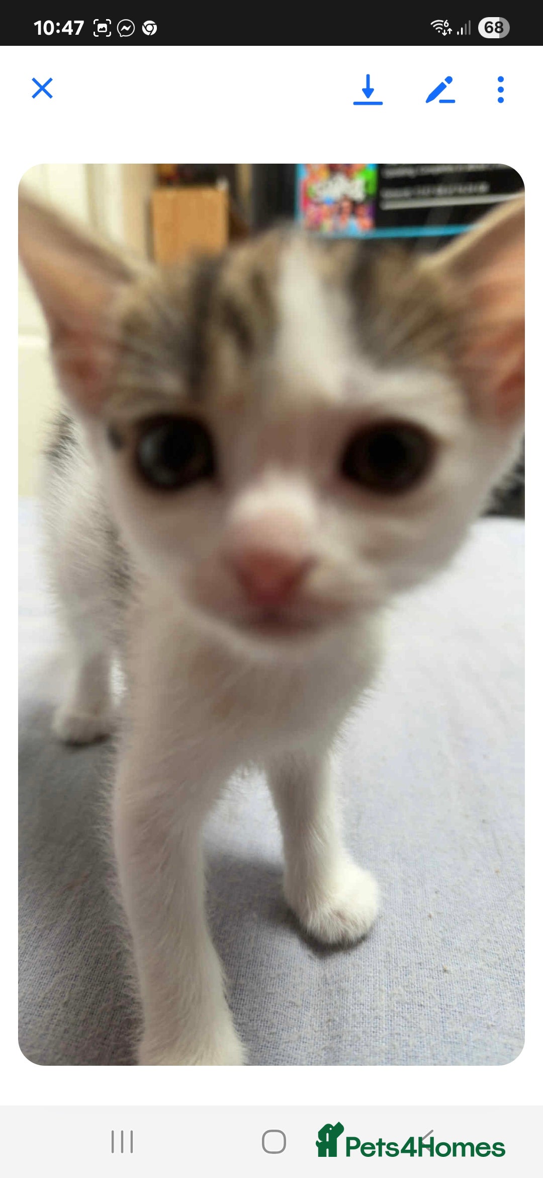 Mixed Breed cats for sale: 2 boys and 2 girls calico cats  - Image 14
