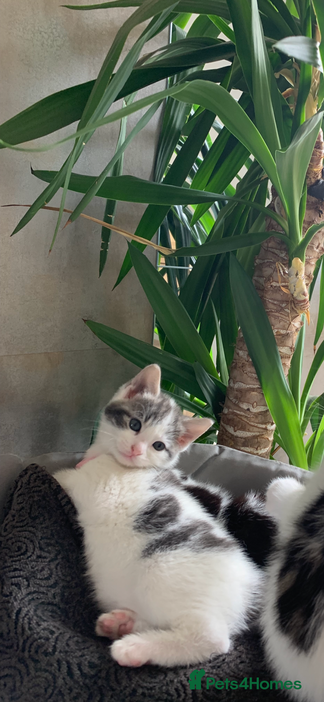 Mixed Breed cats for sale: Mixed breed Kittens  - Image 26