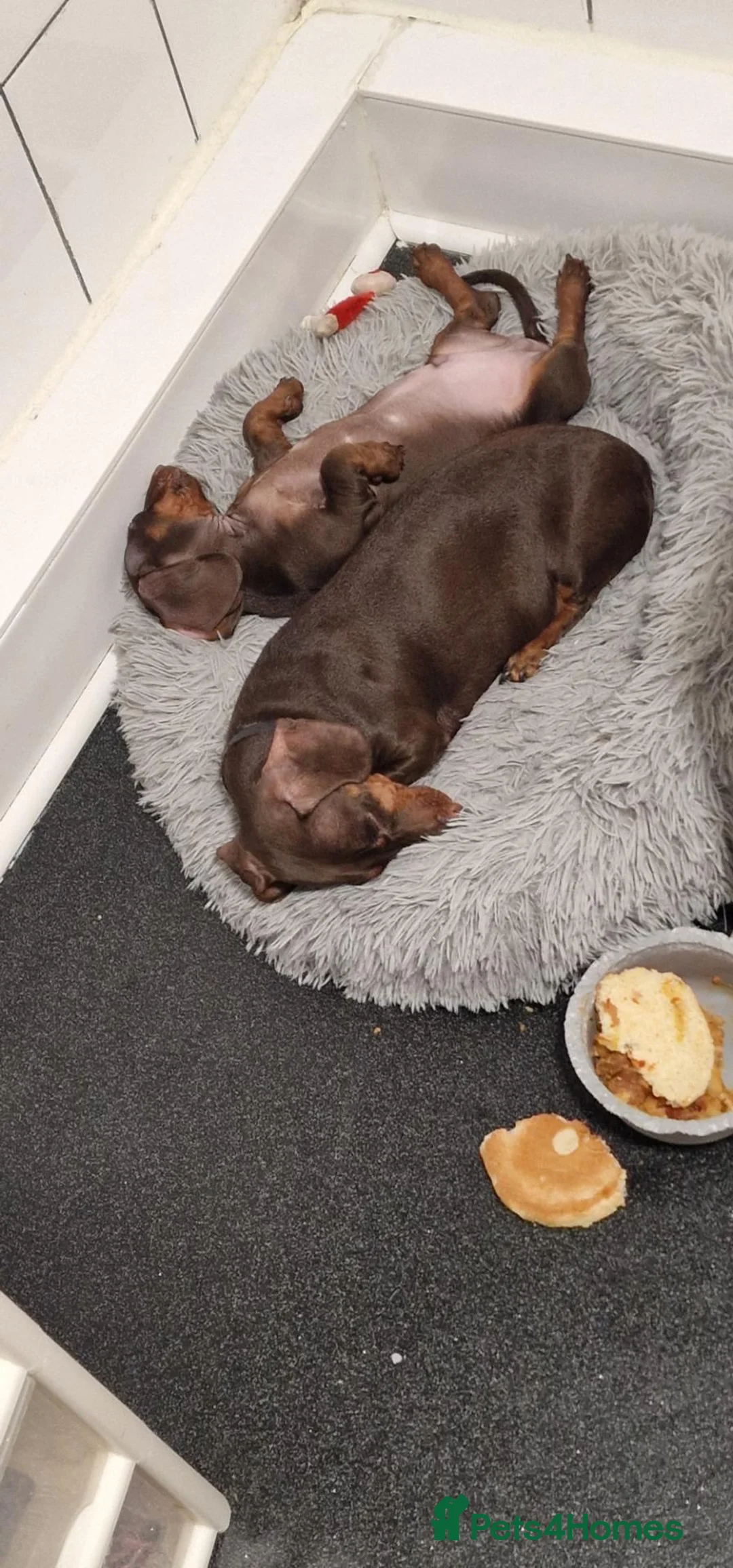 Miniature Dachshund dogs for sale: Miniature Dachshund - Advert 11