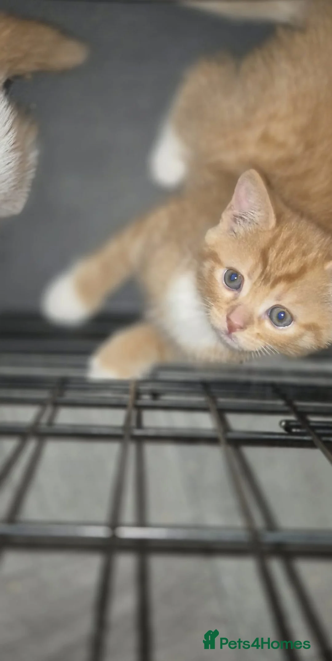 Domestic Shorthair cats for sale: 1 male ginger kitten available  - Advert 2