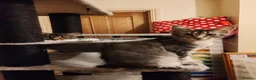 Maine Coon cats for sale: Lovely maine coon kittens - Advert 13