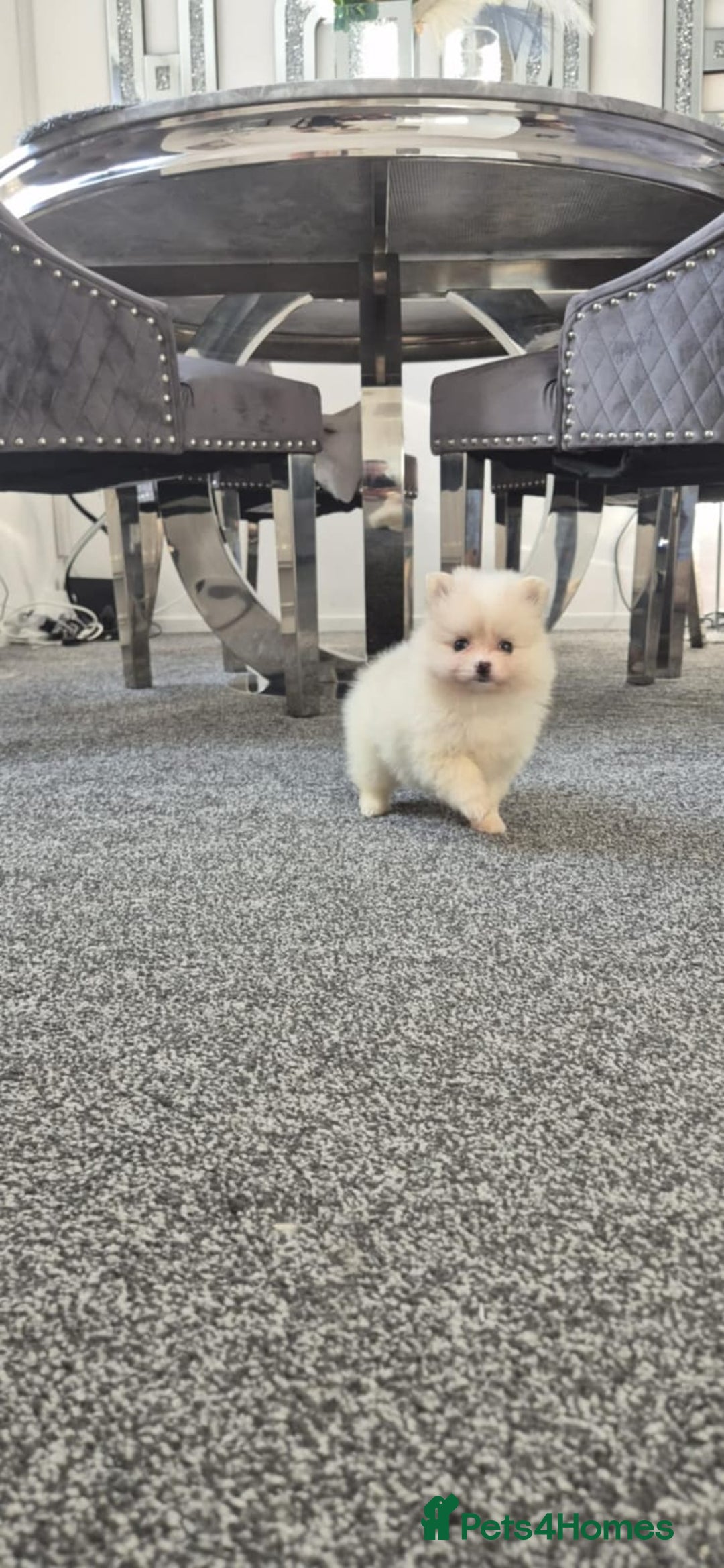 Pomeranian dogs for sale: Pomeranian stunning puppies  - Image 2