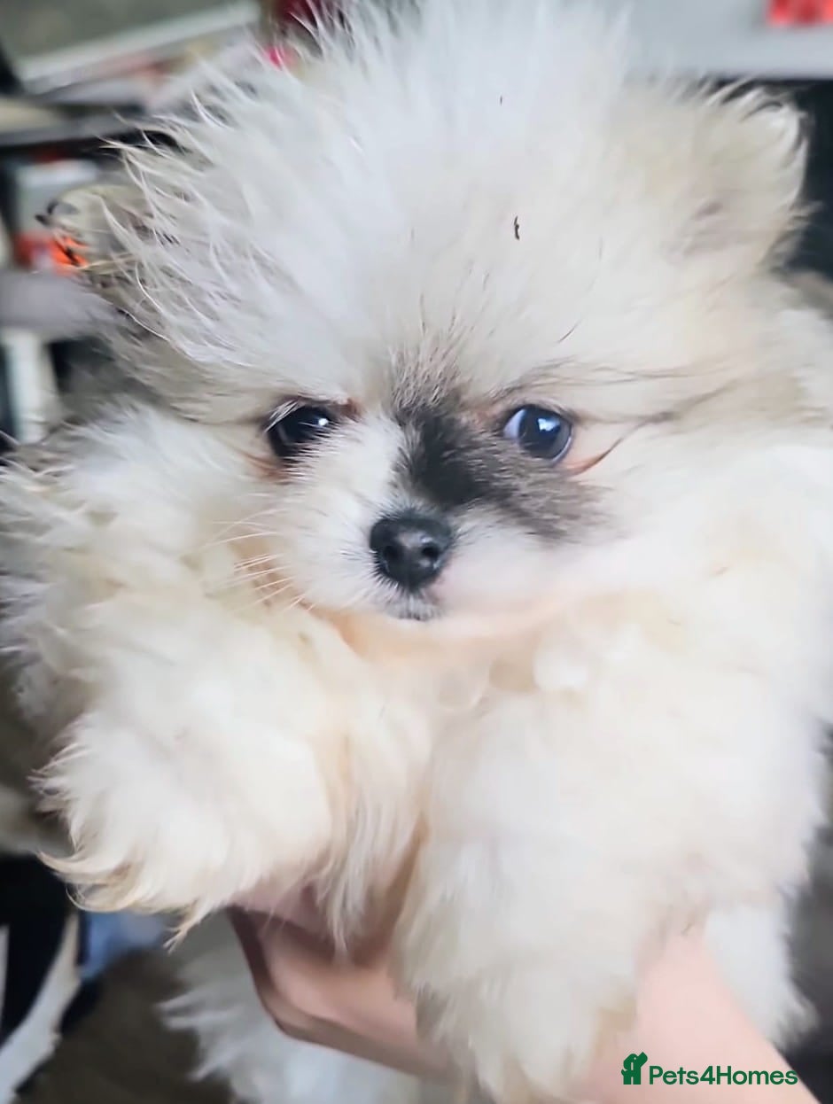 Pomeranian dogs TINY Pure Gorgeous KC Pomeranians Pups - Advert 3
