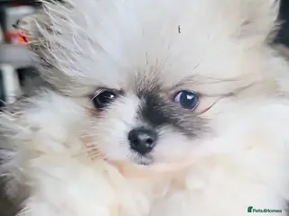 Pomeranian dogs TINY Pure Gorgeous KC Pomeranians Pups - Advert 3