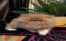 Persian cats for sale: Beautiful red/white pedigree Persian male kitten - Image 2