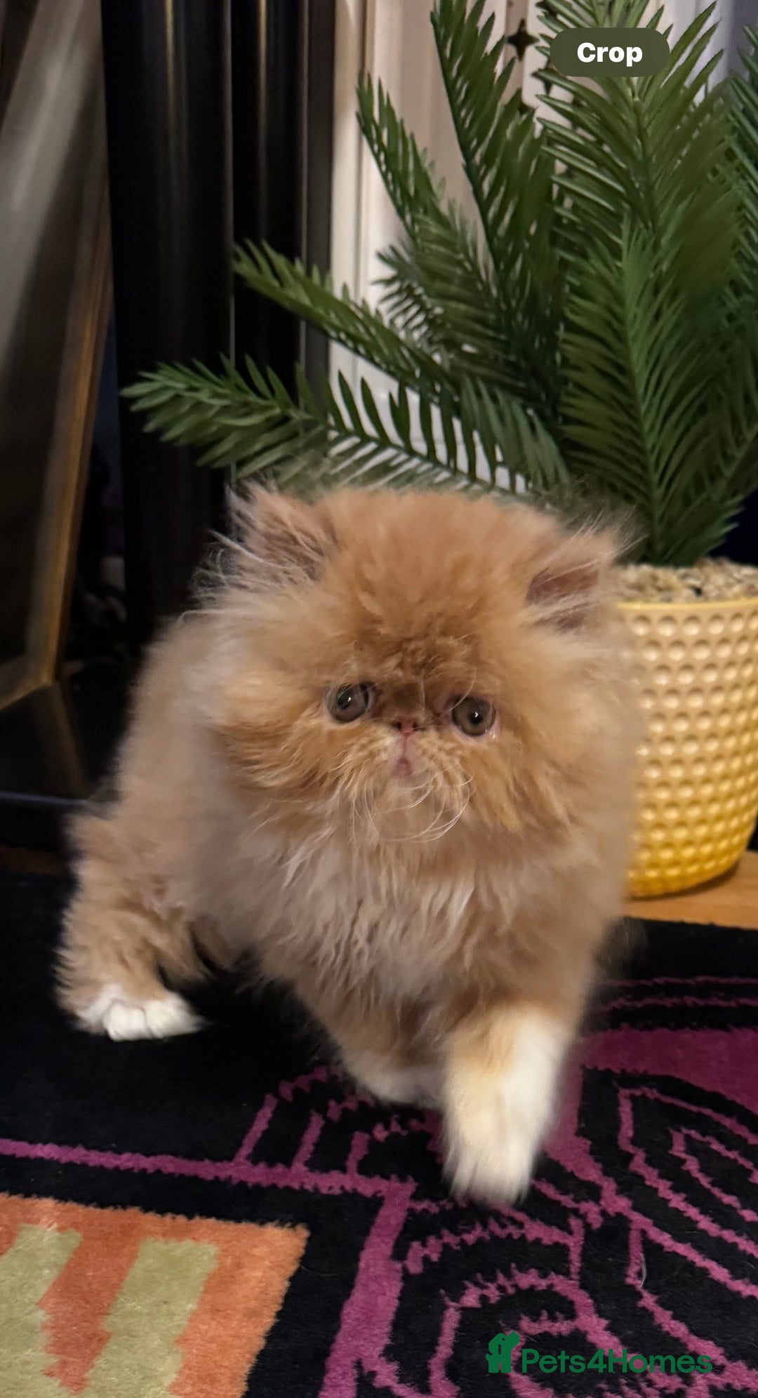 Persian cats for sale: Beautiful red/white pedigree Persian male kitten - Image 2