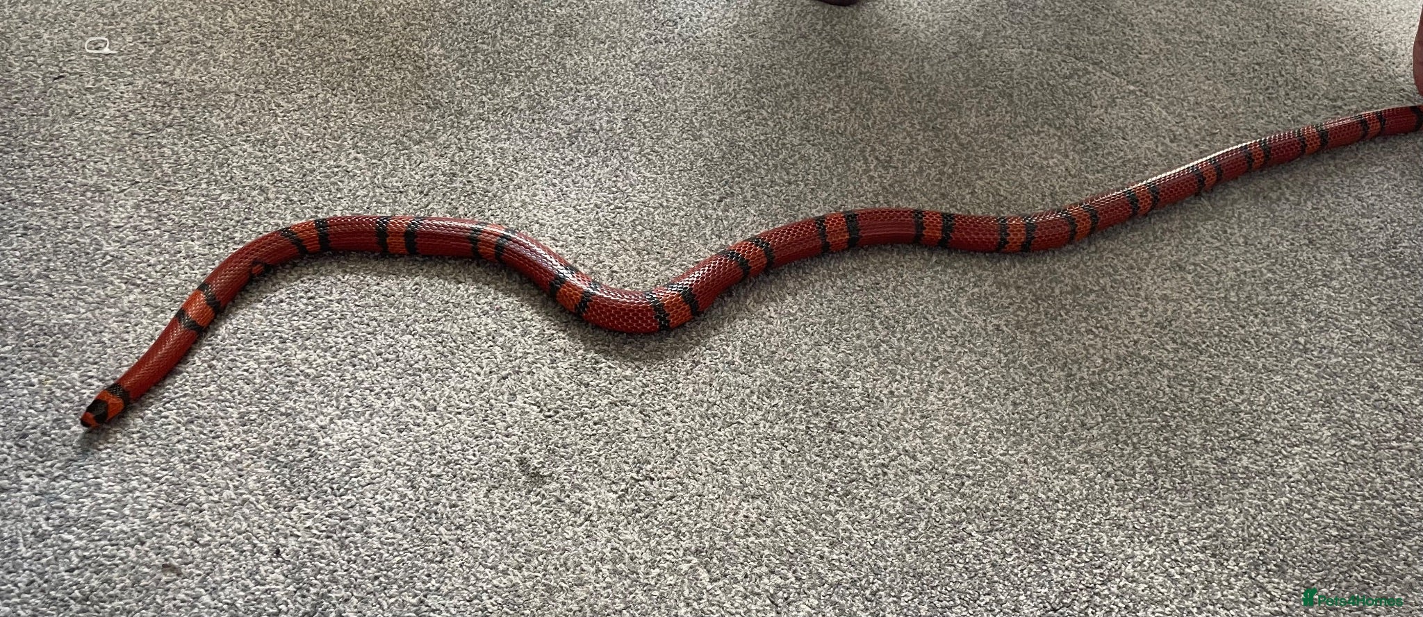 Milk Snake reptiles Tangerine Honduran Milk Snake - Advert 2