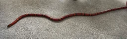 Milk Snake reptiles for sale: Tangerine Honduran Milk Snake - Advert 2