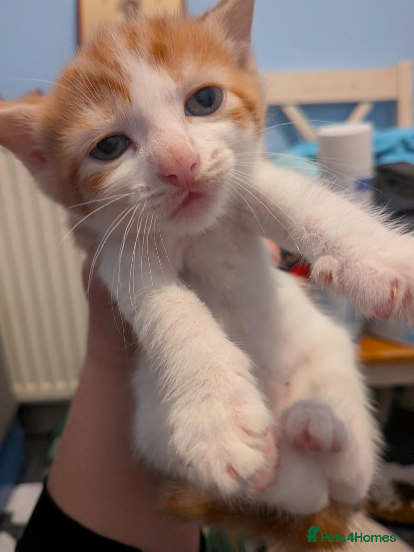 Mixed Breed cats Beautiful domestic x ragdoll kittens - Advert 2