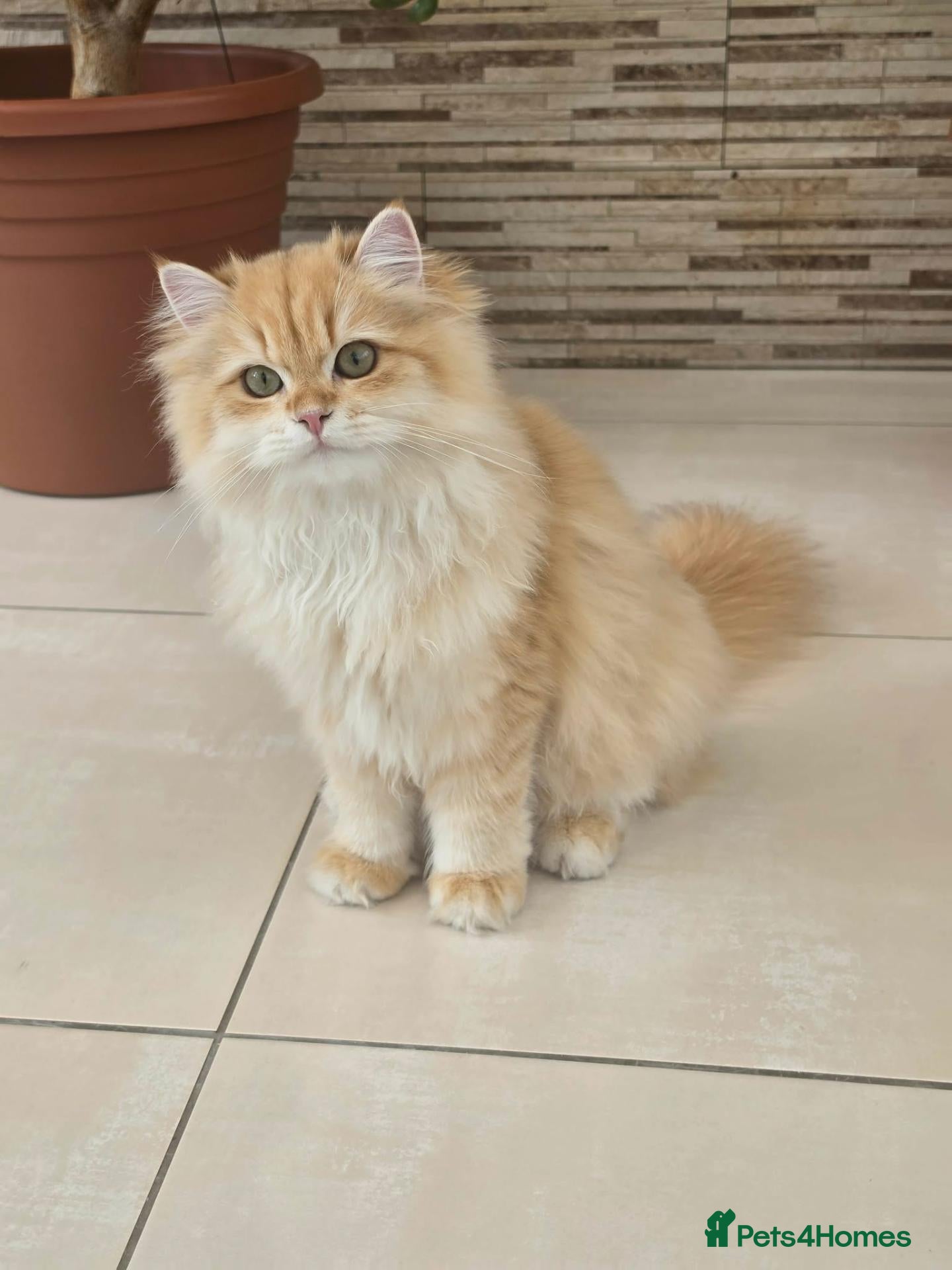 British Longhair cats Stunning British Longhair Kittens – Champion  - Advert 1