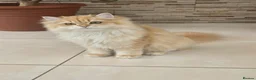 British Longhair cats for sale: Stunning British Longhair Kittens – Champion  - Advert 1