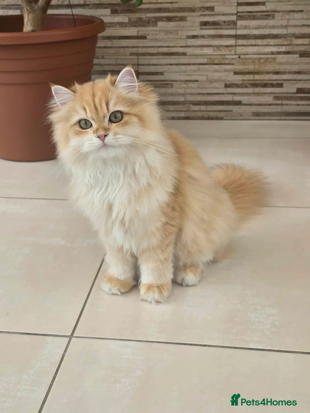 British Longhair cats for sale: Stunning British Longhair Kittens – Champion  - Advert 1