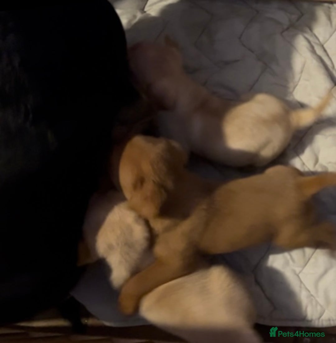 Labrador Retriever dogs for sale: Labrador Puppies - Advert 10