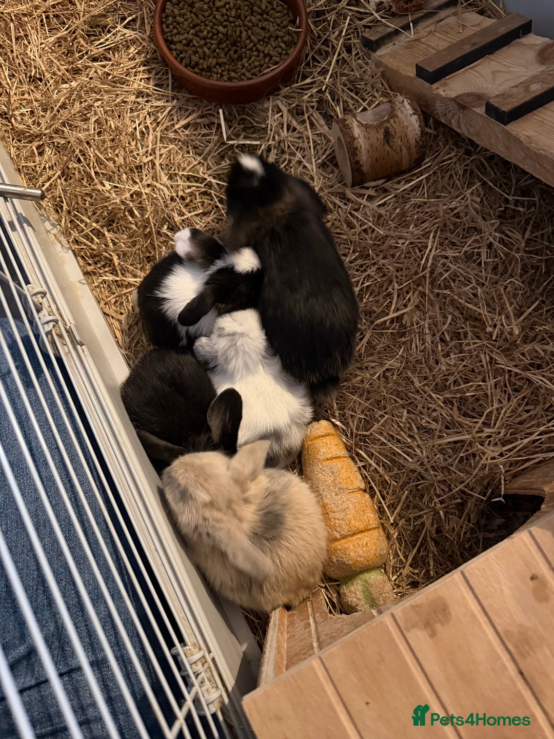 Mini Lop rabbits for sale: 5 Beautiful Baby Mini Lop Rabbits  - Advert 30