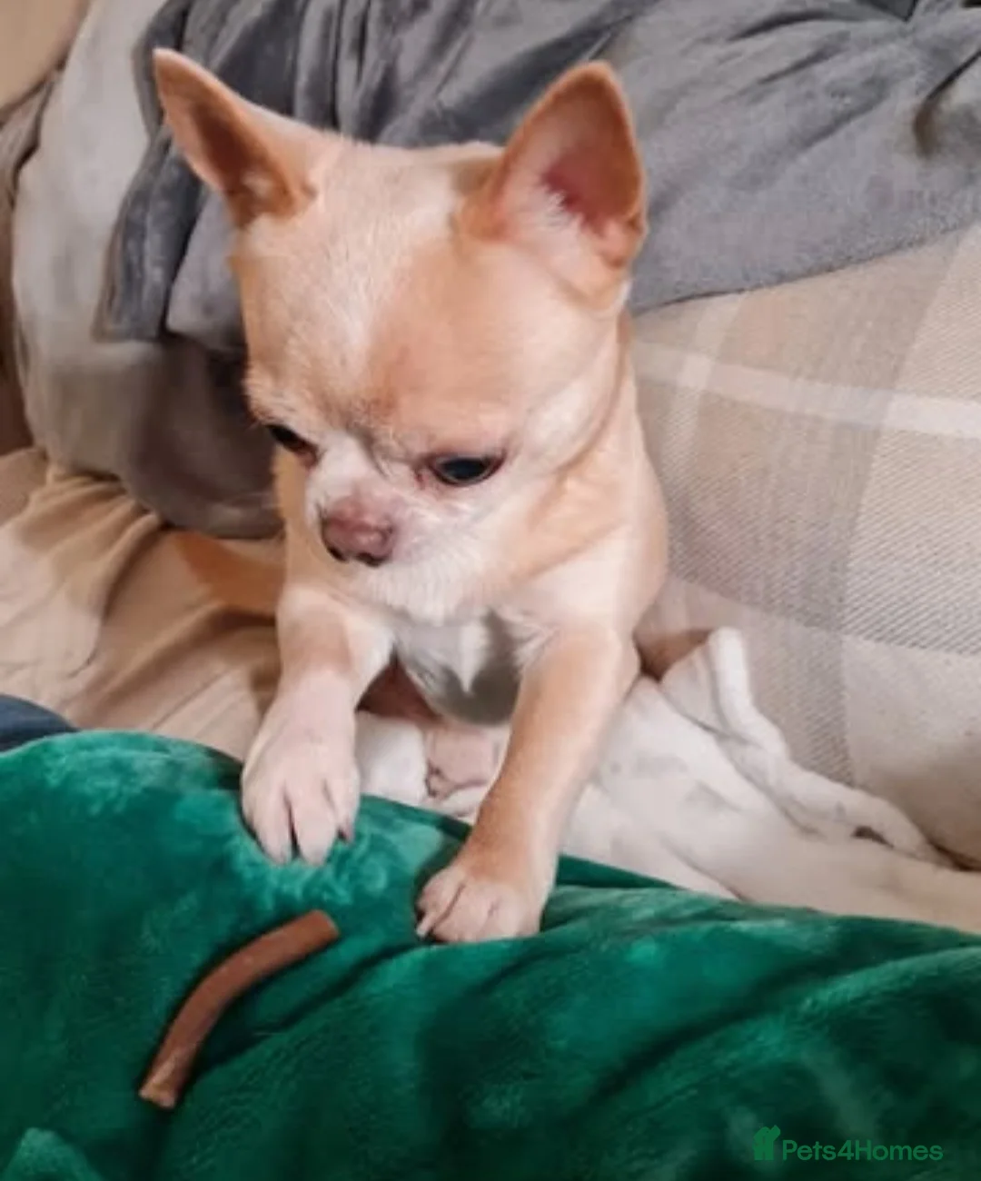 Chihuahua dogs for sale: Teddy - Advert 7