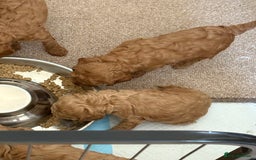 Miniature Poodle dogs for sale: Omg beautiful poodles - Image 8