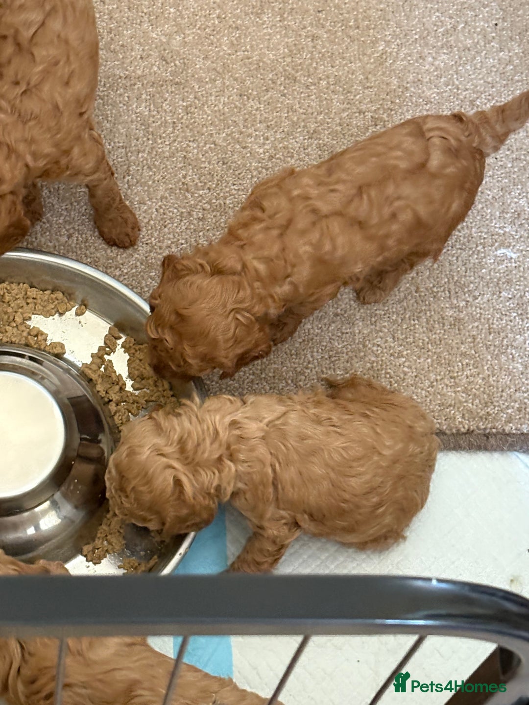 Miniature Poodle dogs for sale: Omg beautiful poodles - Image 8