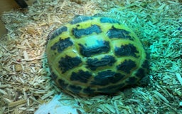 Tortoise reptiles for sale: Female Tortoise  - Image 3
