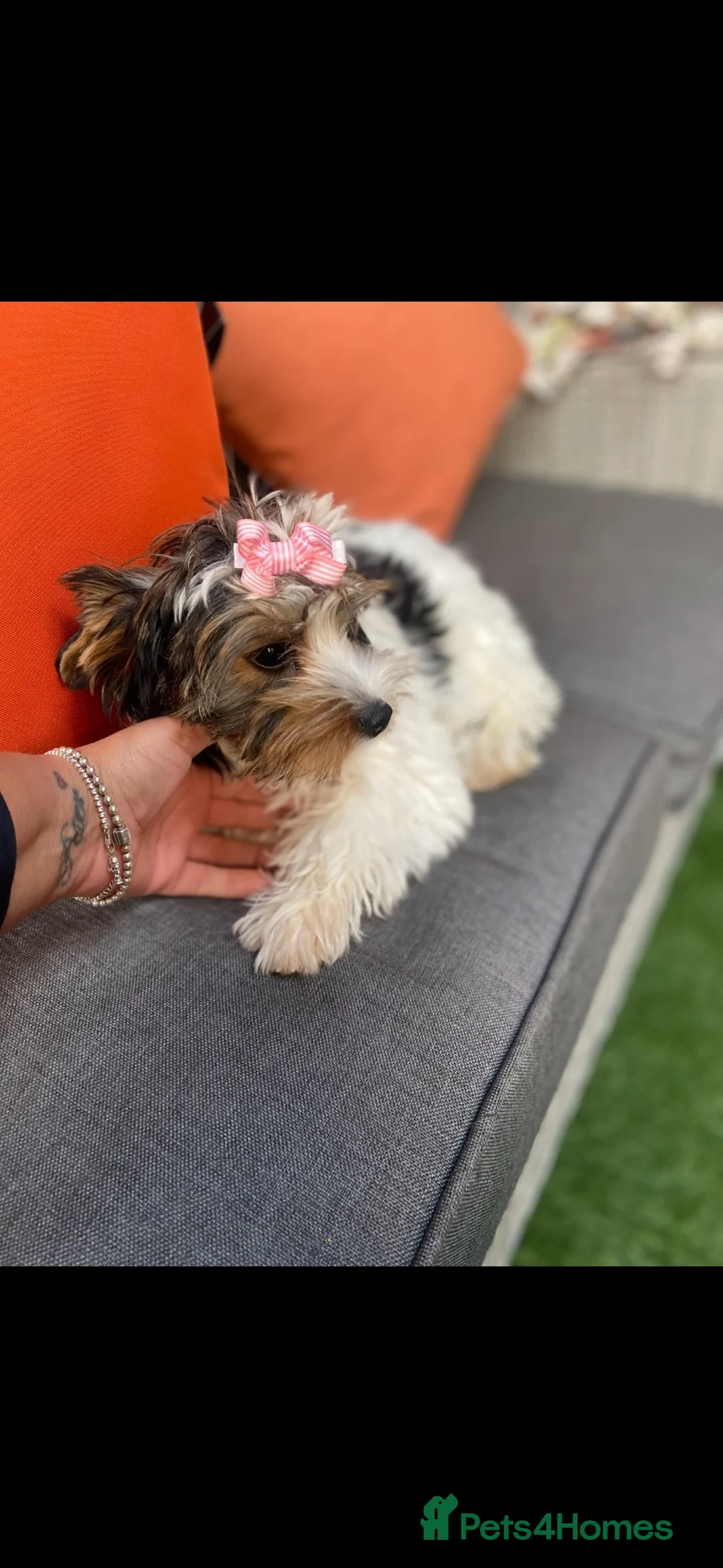 Yorkshire Terrier dogs for sale: Yorkshire terrier bureau - Advert 1
