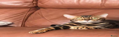 Bengal 1