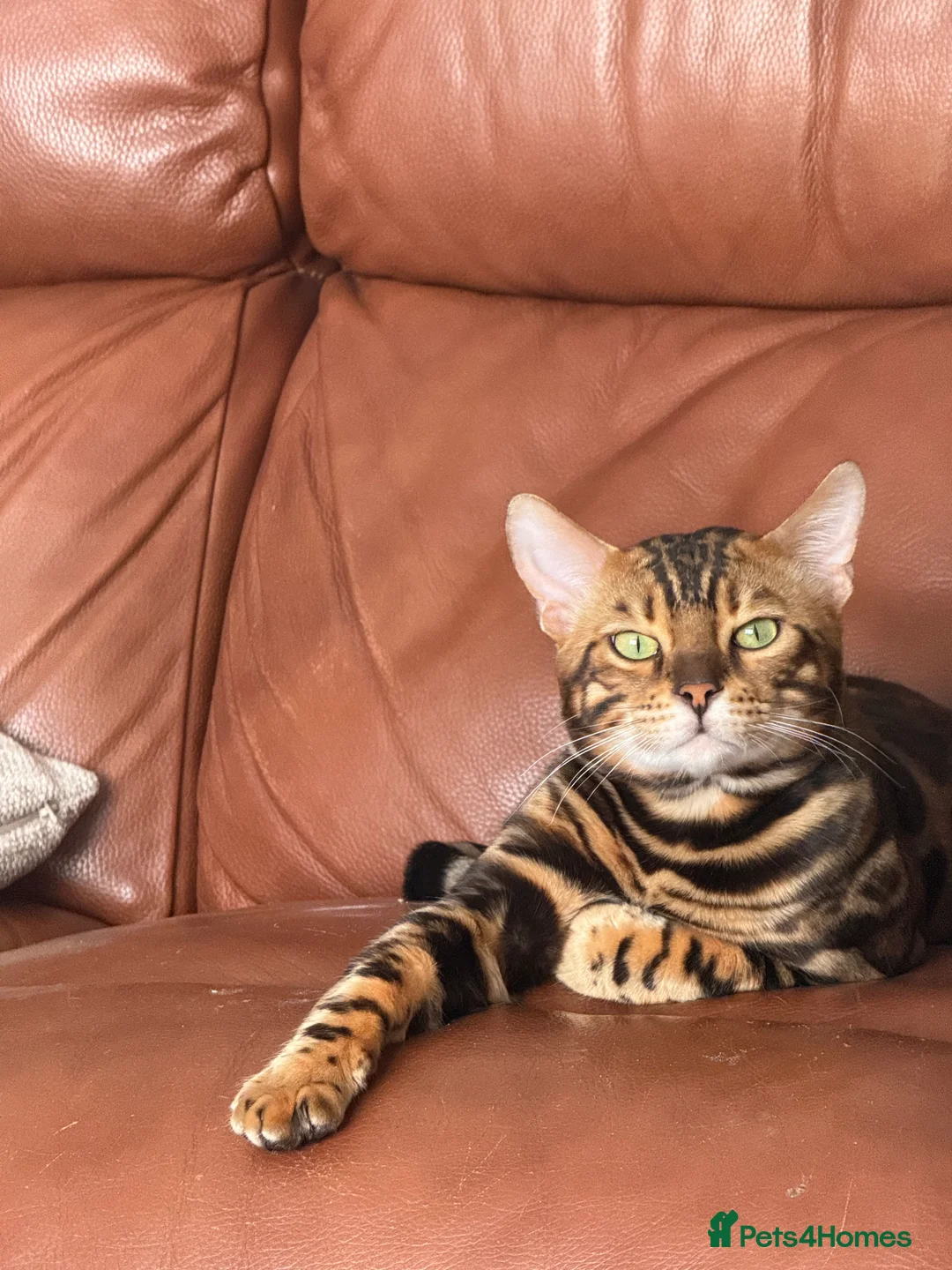 Bengal cats for sale: Bengal cat Max           - Advert 2